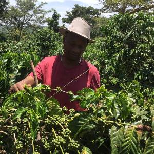 Rwandan Coffee