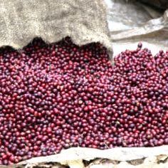 KENYA PEABERRY KISII ESTATE -  COFFEE