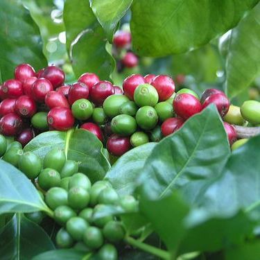 ETHIOPIA YIRGACHEFFE G2